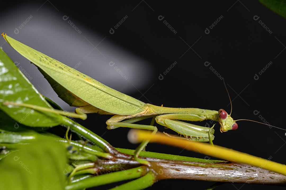 Feminino Adulto Unicorn Mantis da espécie Parastagmatoptera unipunctata