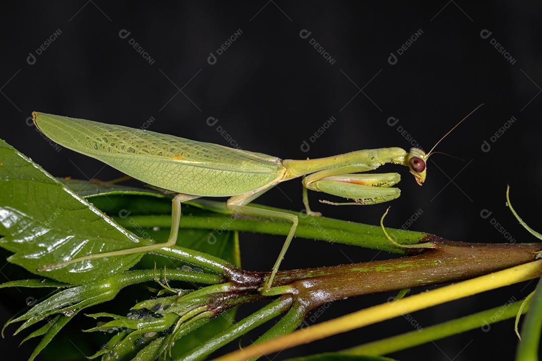 Feminino Adulto Unicorn Mantis da espécie Parastagmatoptera unipunctata
