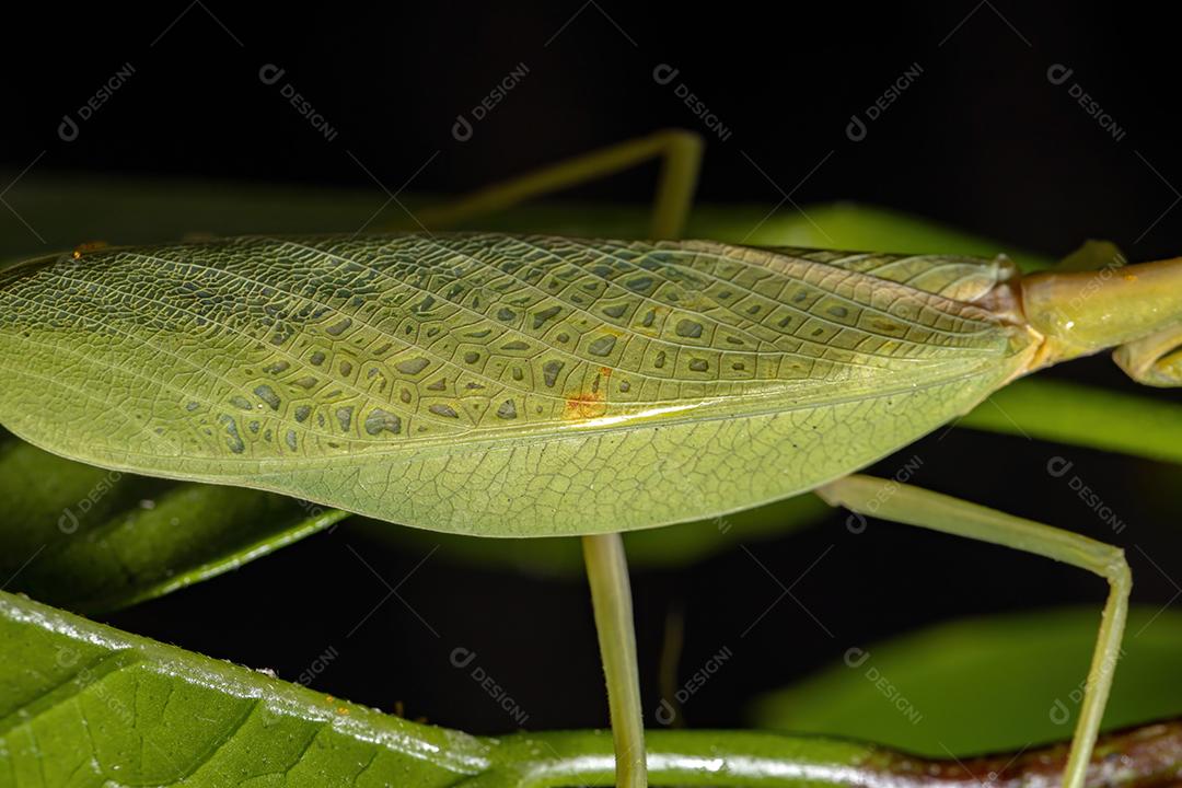Feminino Adulto Unicorn Mantis da espécie Parastagmatoptera unipunctata