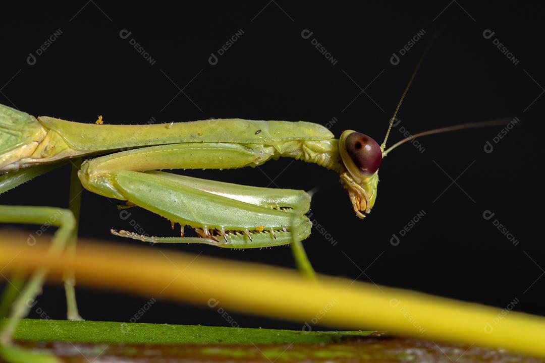 Feminino Adulto Unicorn Mantis da espécie Parastagmatoptera unipunctata