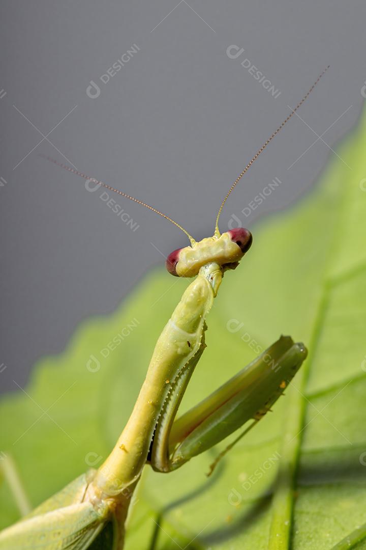 Feminino Adulto Unicorn Mantis da espécie Parastagmatoptera unipunctata