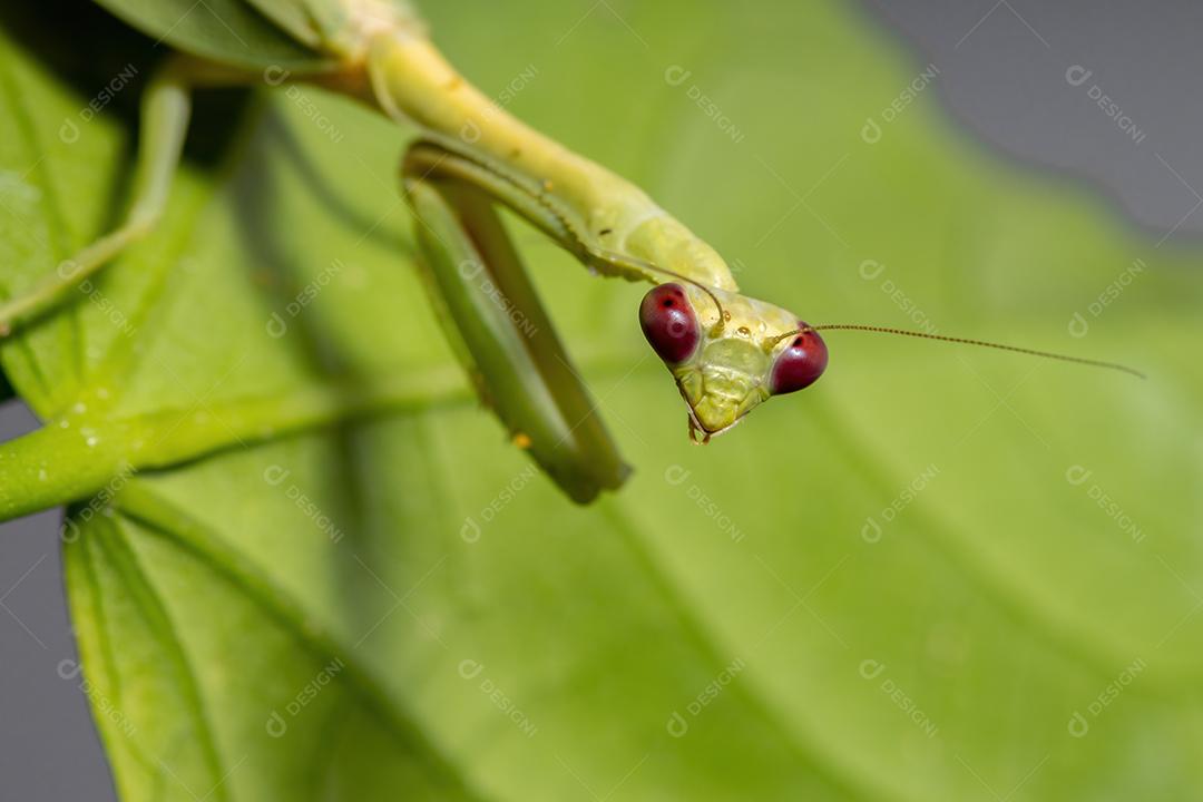 Feminino Adulto Unicorn Mantis da espécie Parastagmatoptera unipunctata