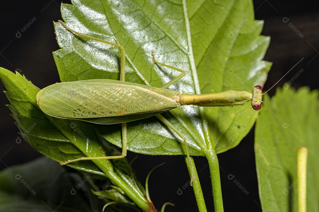 Feminino Adulto Unicorn Mantis da espécie Parastagmatoptera unipunctata