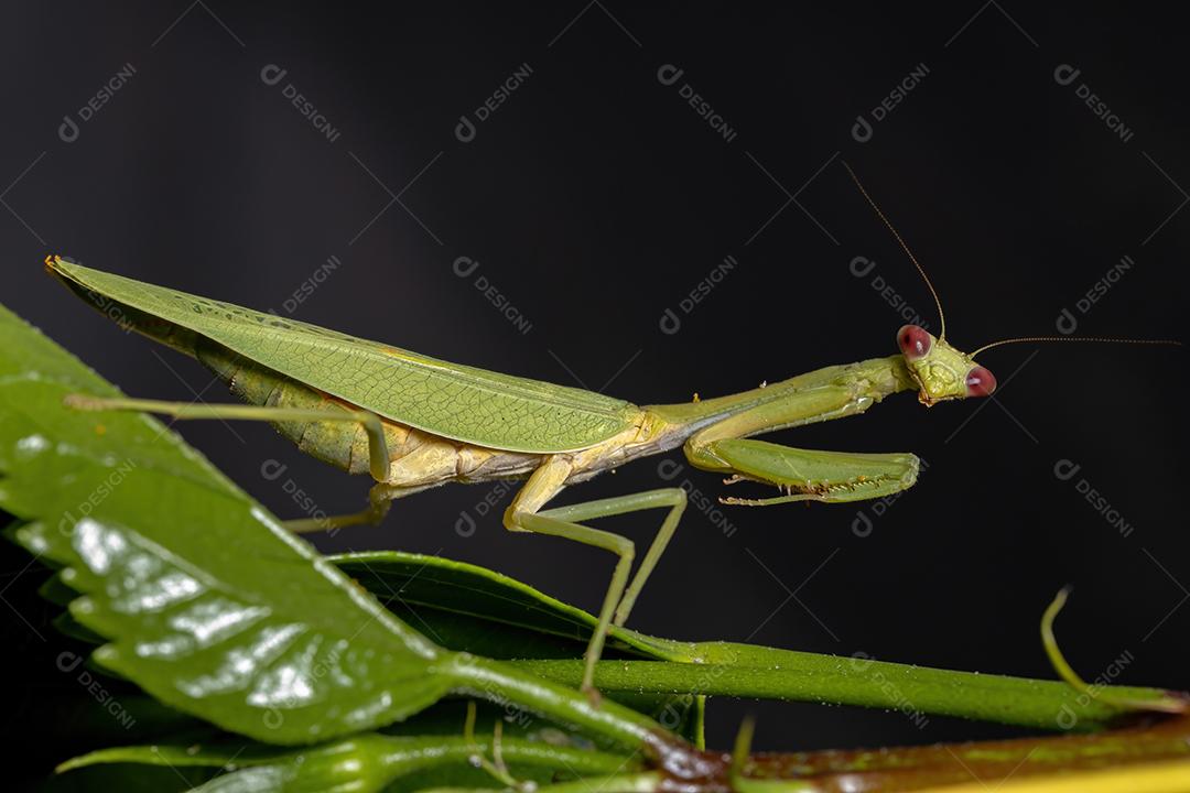 Feminino Adulto Unicorn Mantis da espécie Parastagmatoptera unipunctata