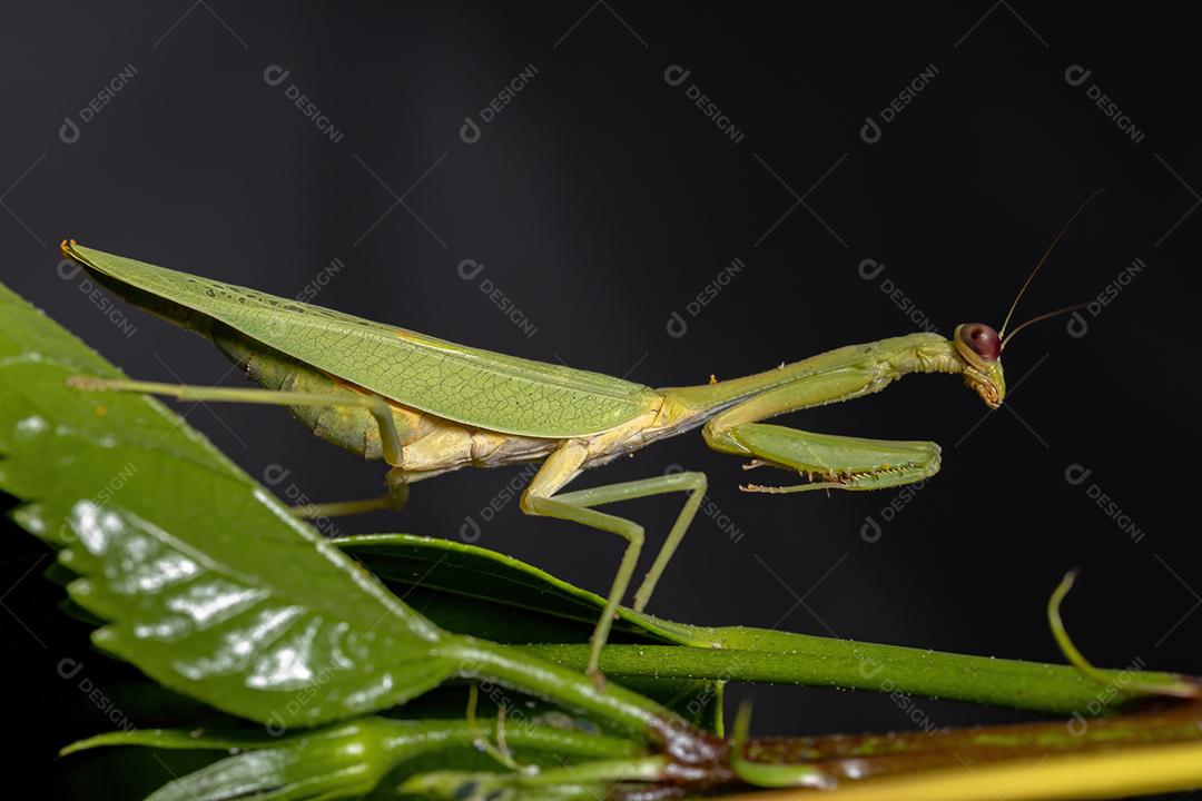 Feminino Adulto Unicorn Mantis da espécie Parastagmatoptera unipunctata