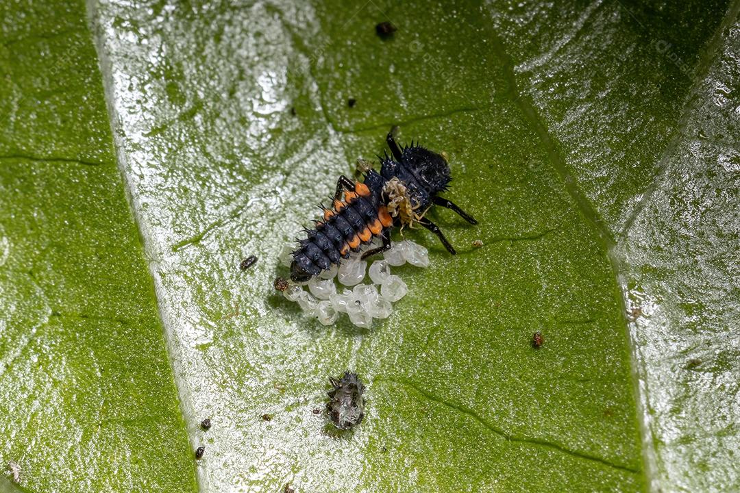 Lady Beetle Larvae asiática da espécie Harmonia axyridis comendo pulgões