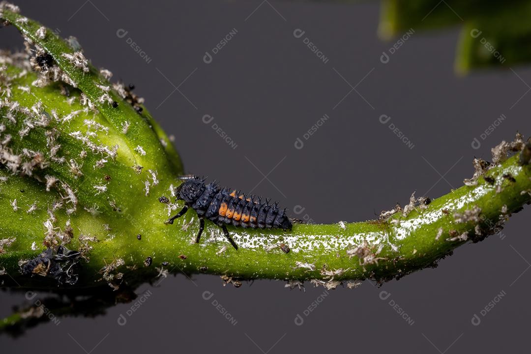 Lady Beetle Larvae asiática da espécie Harmonia axyridis comendo pulgões