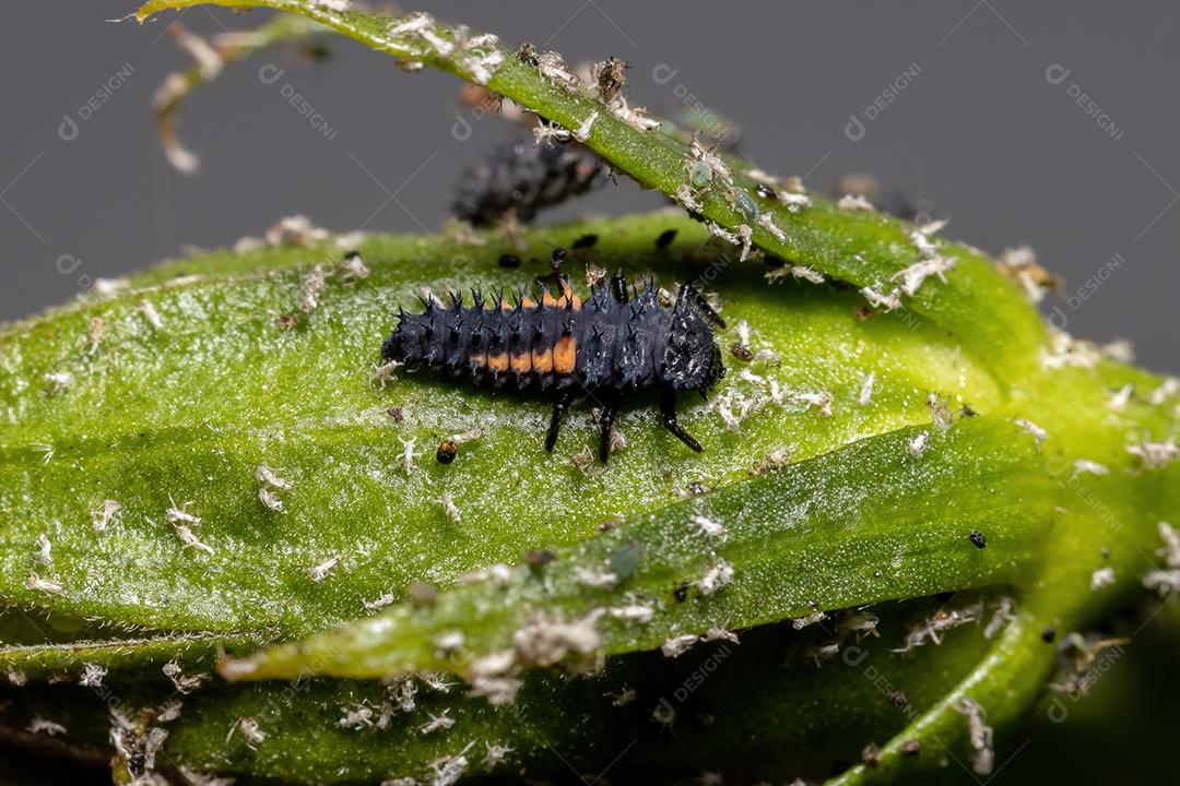 Lady Beetle Larvae asiática da espécie Harmonia axyridis comendo pulgões