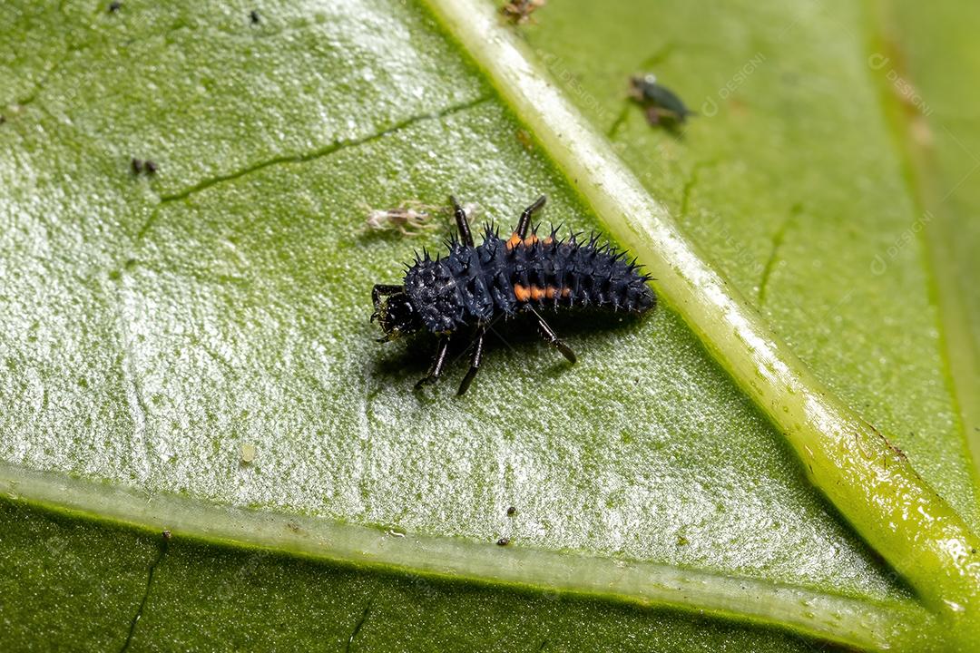 Lady Beetle Larvae asiática da espécie Harmonia axyridis comendo pulgões