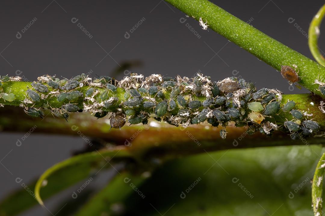 Insetos de pulgão de melão da espécie Aphis gossypii em uma planta de hibisco