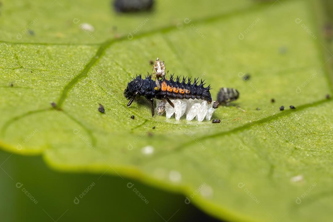 Lady Beetle Larvae asiática da espécie Harmonia axyridis comendo pulgões