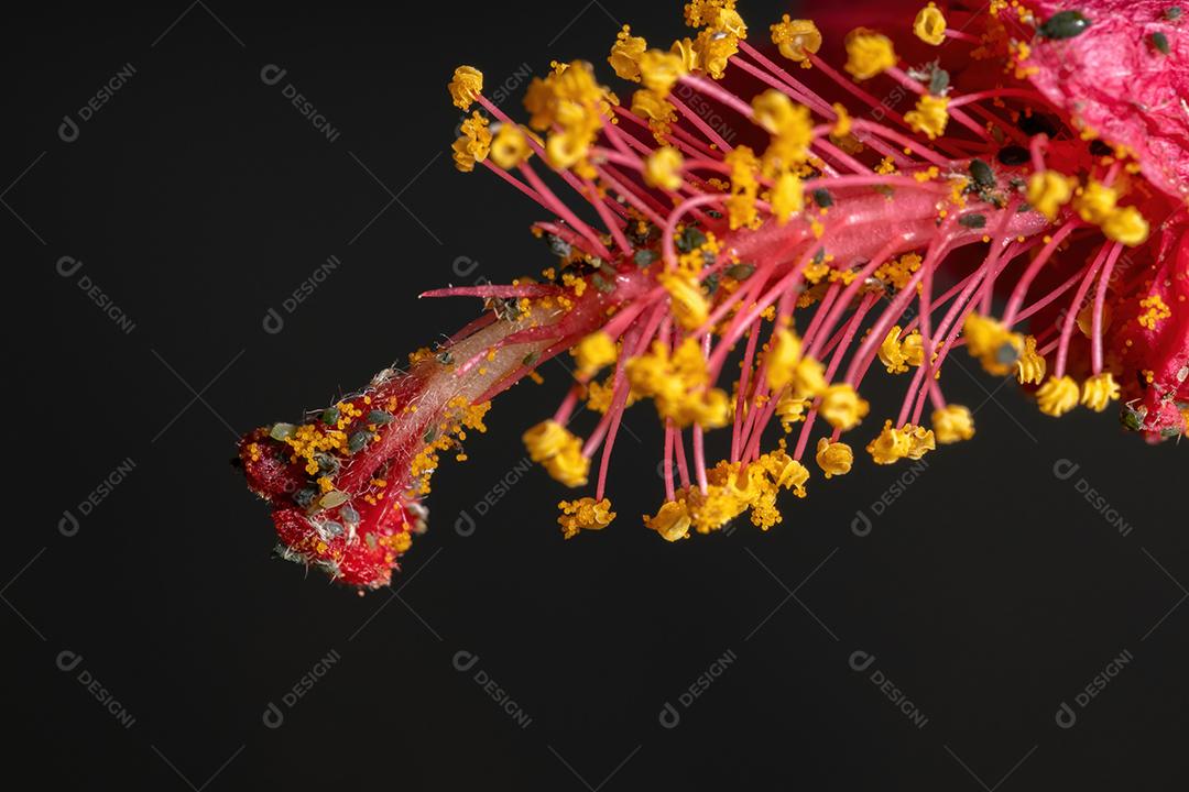 Insetos de pulgão de melão da espécie Aphis gossypii em uma planta de hibisco