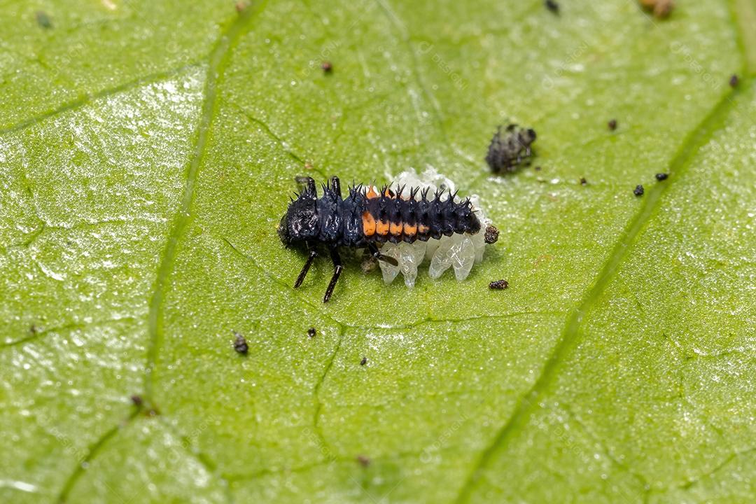 Lady Beetle Larvae asiática da espécie Harmonia axyridis comendo pulgões