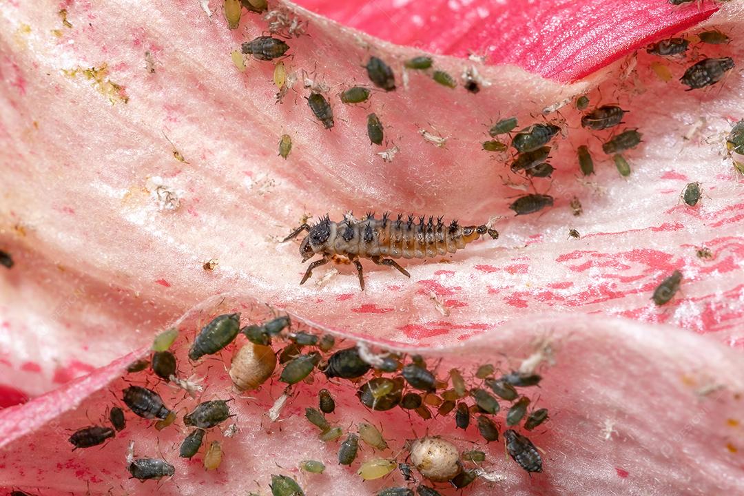 Lady Beetle Larvae asiática da espécie Harmonia axyridis comendo pulgões