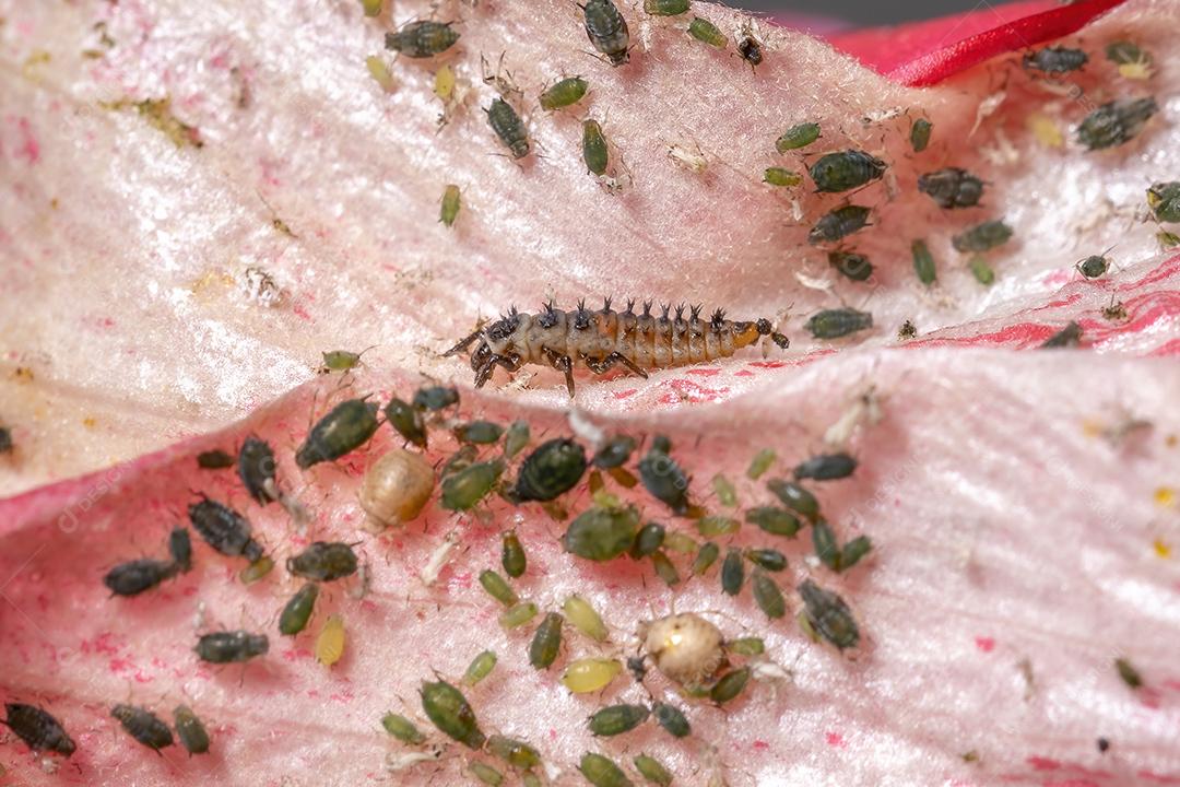 Lady Beetle Larvae asiática da espécie Harmonia axyridis comendo pulgões