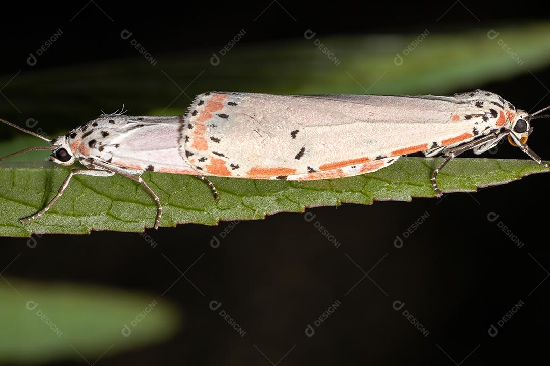 Mariposa Bella ornamentada adulta da espécie Utetheisa ornatrix copulando na folha de Roselle