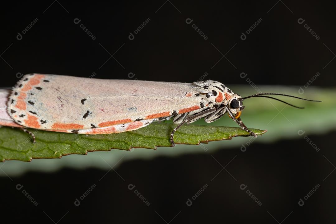 Mariposa Bella ornamentada adulta da espécie Utetheisa ornatrix copulando na folha de Roselle
