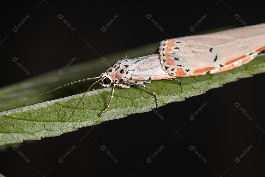 Mariposa Bella ornamentada adulta da espécie Utetheisa ornatrix copulando na folha de Roselle
