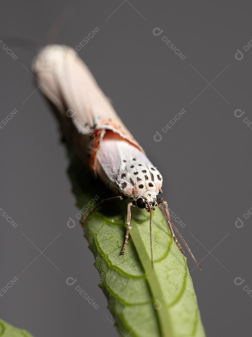 Mariposa Bella ornamentada adulta da espécie Utetheisa ornatrix copulando na folha de Roselle