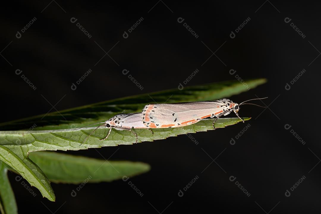 Mariposa Bella ornamentada adulta da espécie Utetheisa ornatrix copulando na folha de Roselle