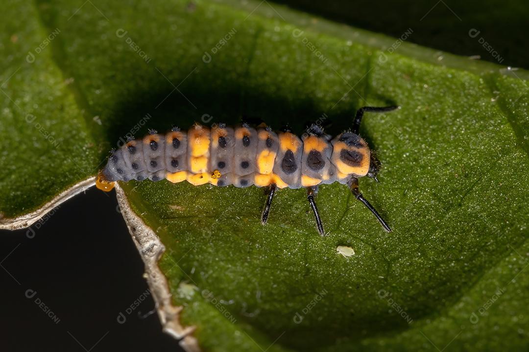 Imaculada Lady Beetle Larvas da espécie Cycloneda sanguinea em uma folha de hibisco