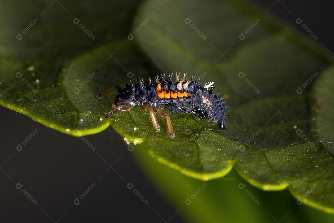 Lady Beetle Larvae asiática da espécie Harmonia axyridis comendo pulgões