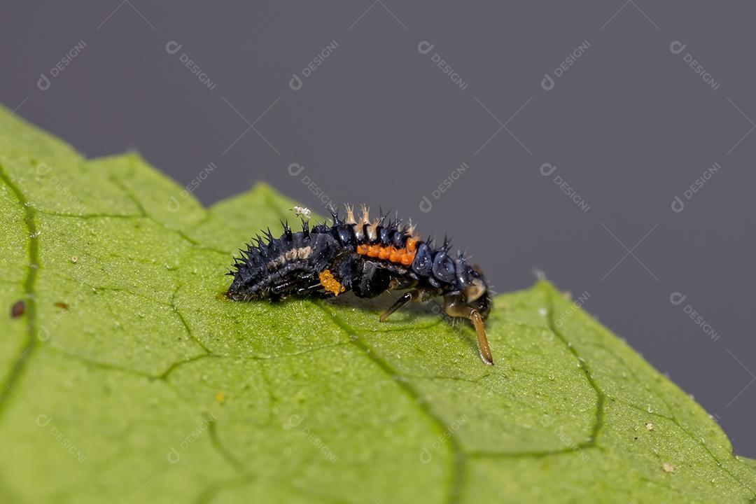 Lady Beetle Larvae asiática da espécie Harmonia axyridis comendo pulgões