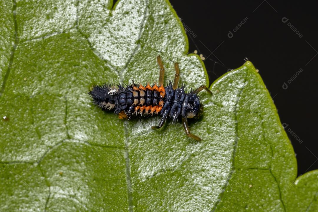 Lady Beetle Larvae asiática da espécie Harmonia axyridis comendo pulgões