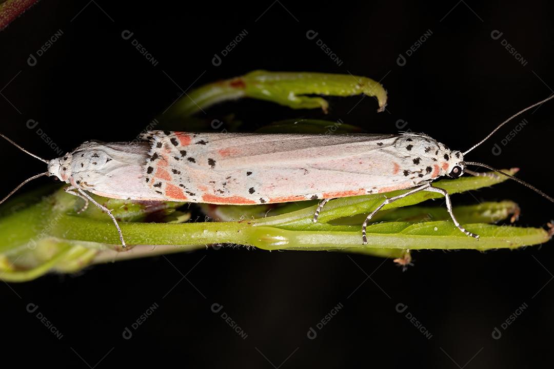 Mariposa Bella ornamentada adulta da espécie Utetheisa ornatrix copulando