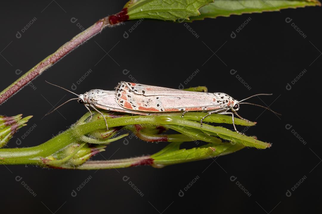 Mariposa Bella ornamentada adulta da espécie Utetheisa ornatrix copulando