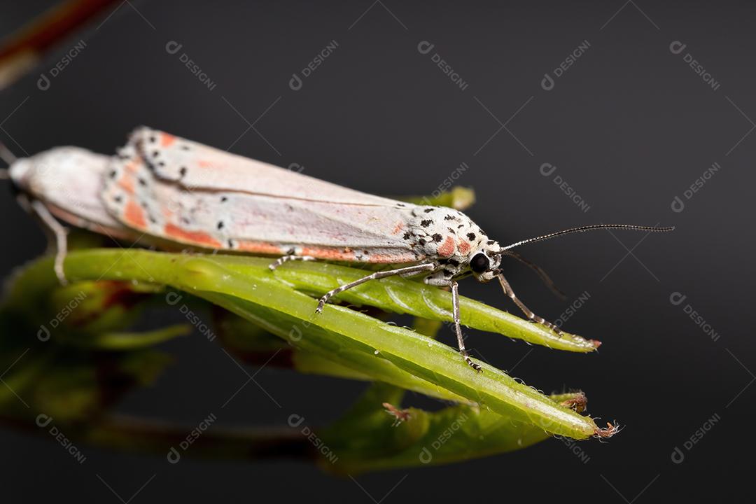 Mariposa Bella ornamentada adulta da espécie Utetheisa ornatrix copulando