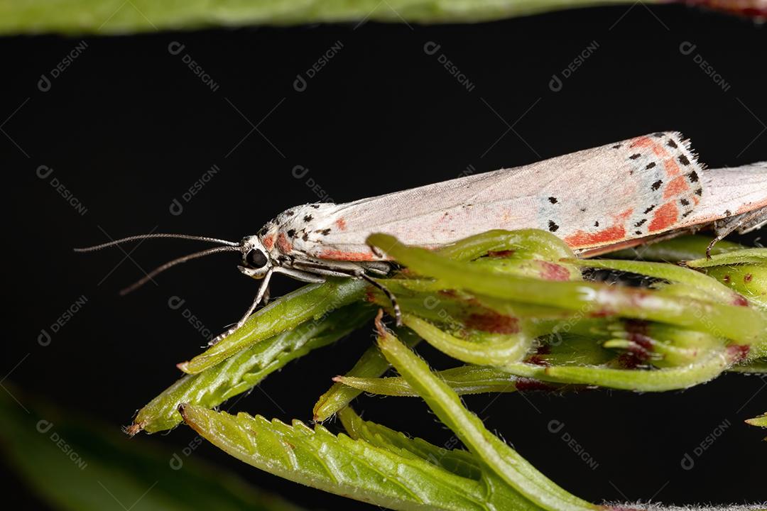 Mariposa Bella ornamentada adulta da espécie Utetheisa ornatrix copulando