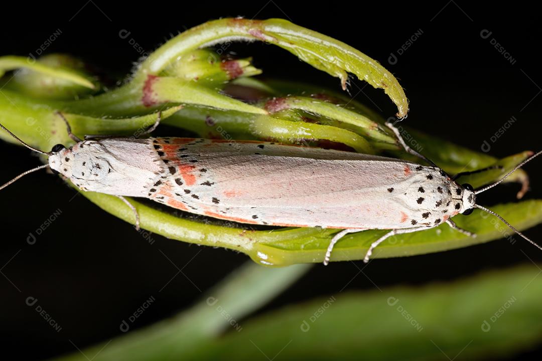 Mariposa Bella ornamentada adulta da espécie Utetheisa ornatrix copulando