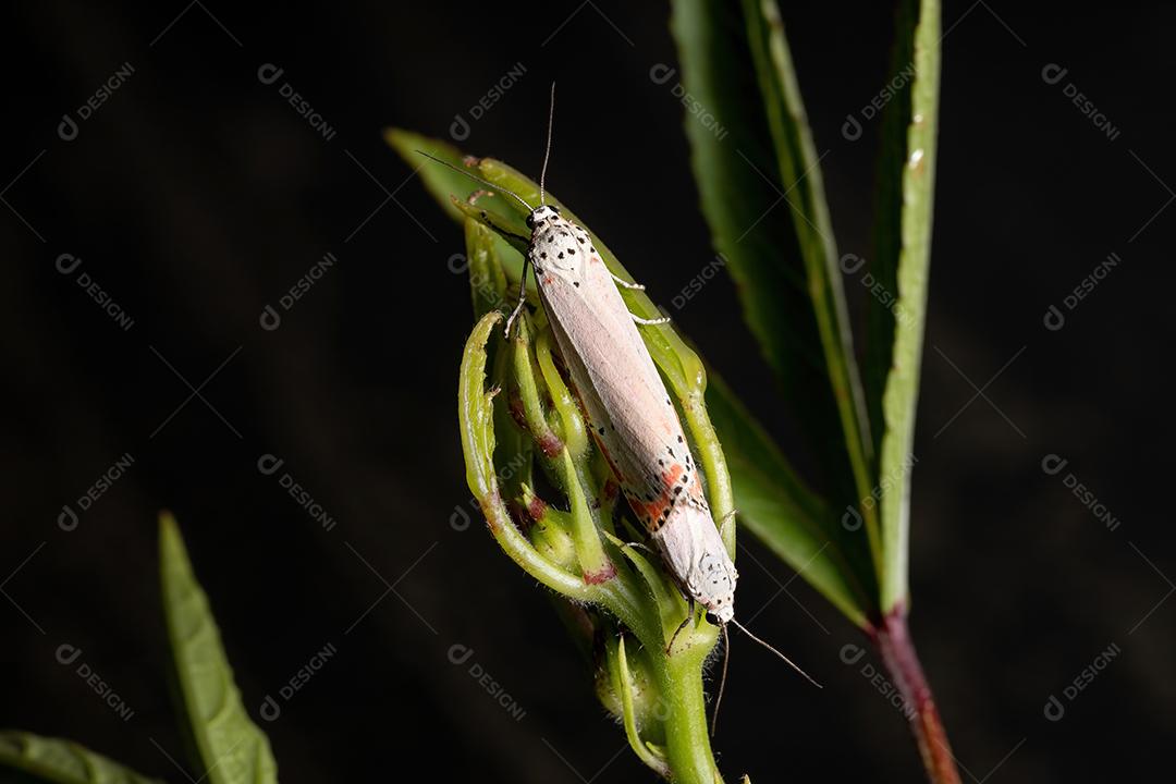 Mariposa Bella ornamentada adulta da espécie Utetheisa ornatrix copulando