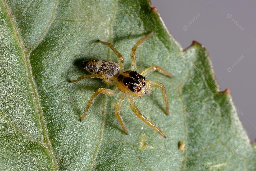 Pequena aranha saltadora do gênero Frigga em uma folha de hibisco sabdariffa