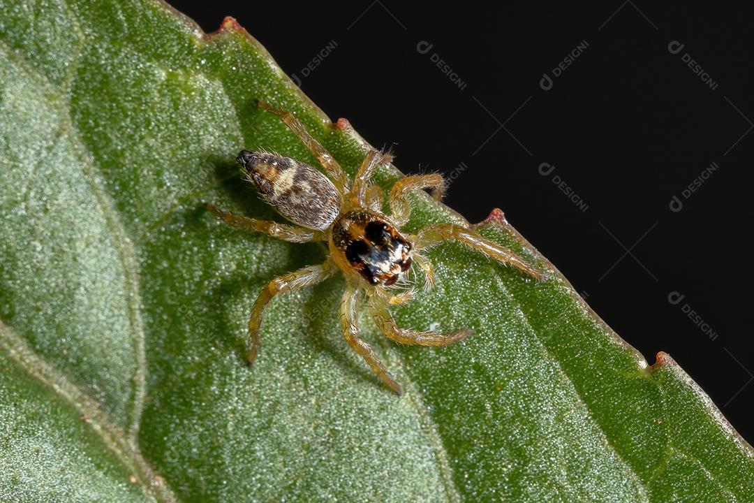 Pequena aranha saltadora do gênero Frigga em uma folha de hibisco sabdariffa