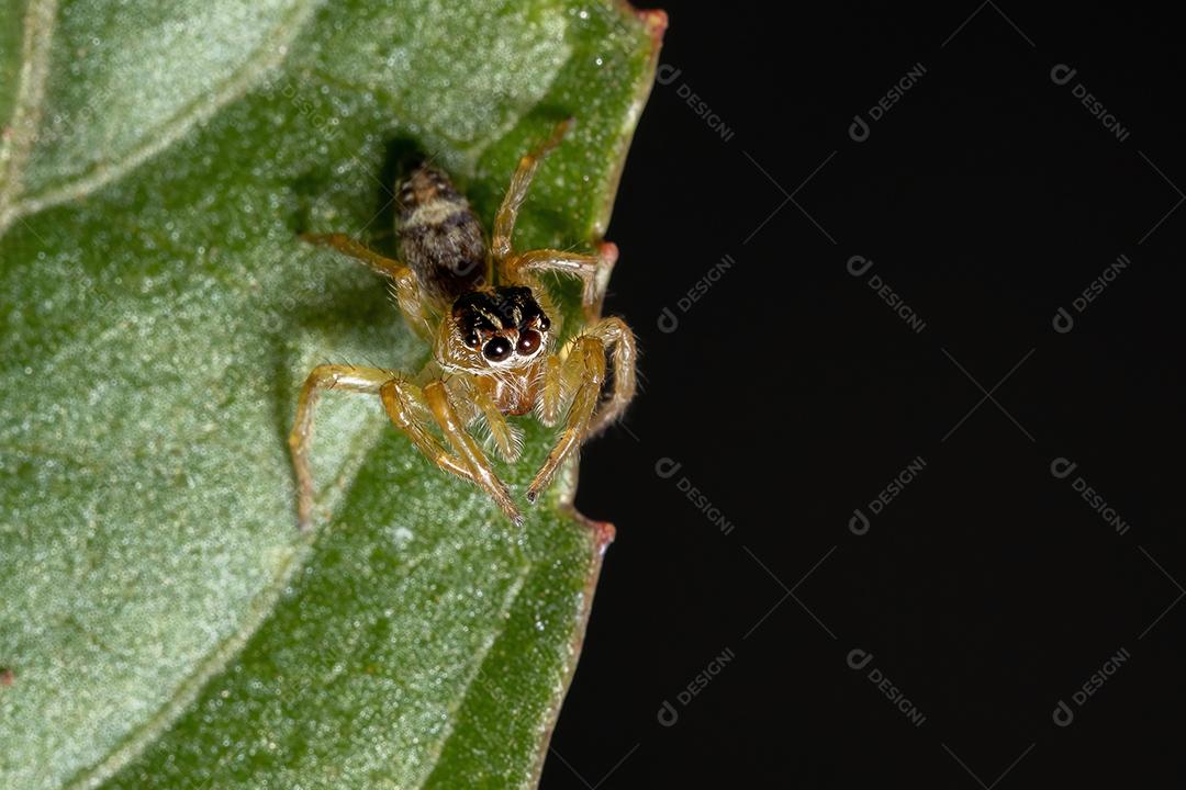 Pequena aranha saltadora do gênero Frigga em uma folha de hibisco sabdariffa