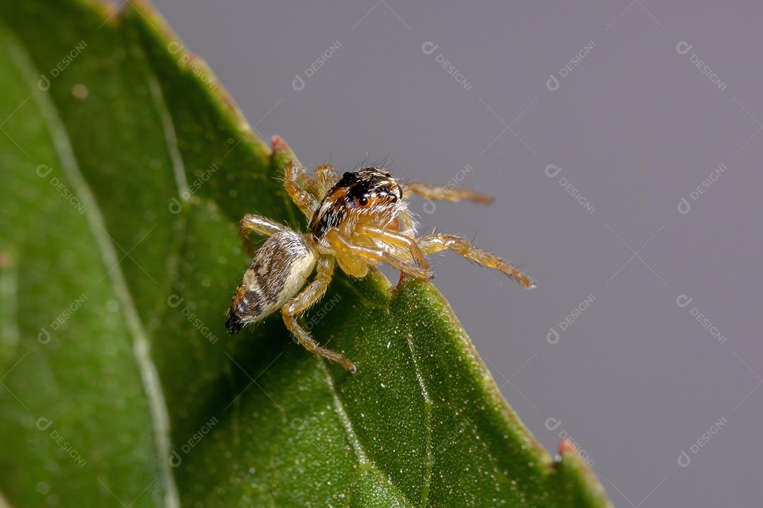 Pequena aranha saltadora do gênero Frigga em uma folha de hibisco sabdariffa