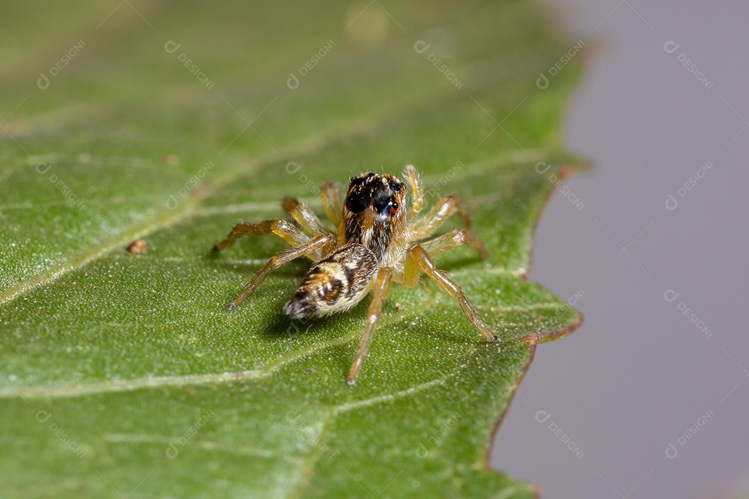 Pequena aranha saltadora do gênero Frigga em uma folha de hibisco sabdariffa