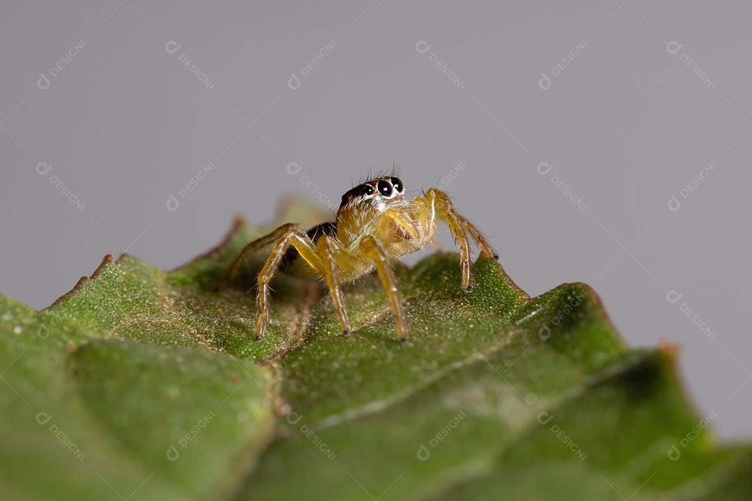 Small jumping spider of the genus Frigga on a hibiscus leaf sabdariffa