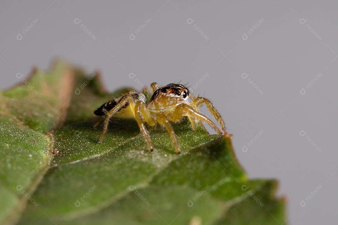 Pequena aranha saltadora do gênero Frigga em uma folha de hibisco sabdariffa