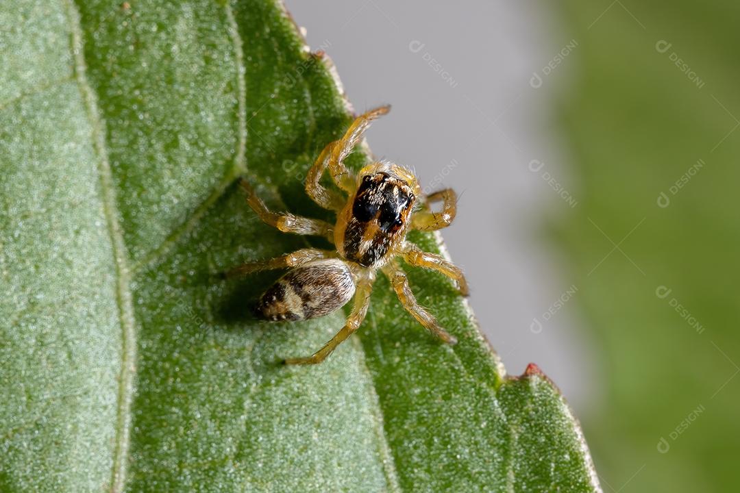 Pequena aranha saltadora do gênero Frigga em uma folha de hibisco sabdariffa