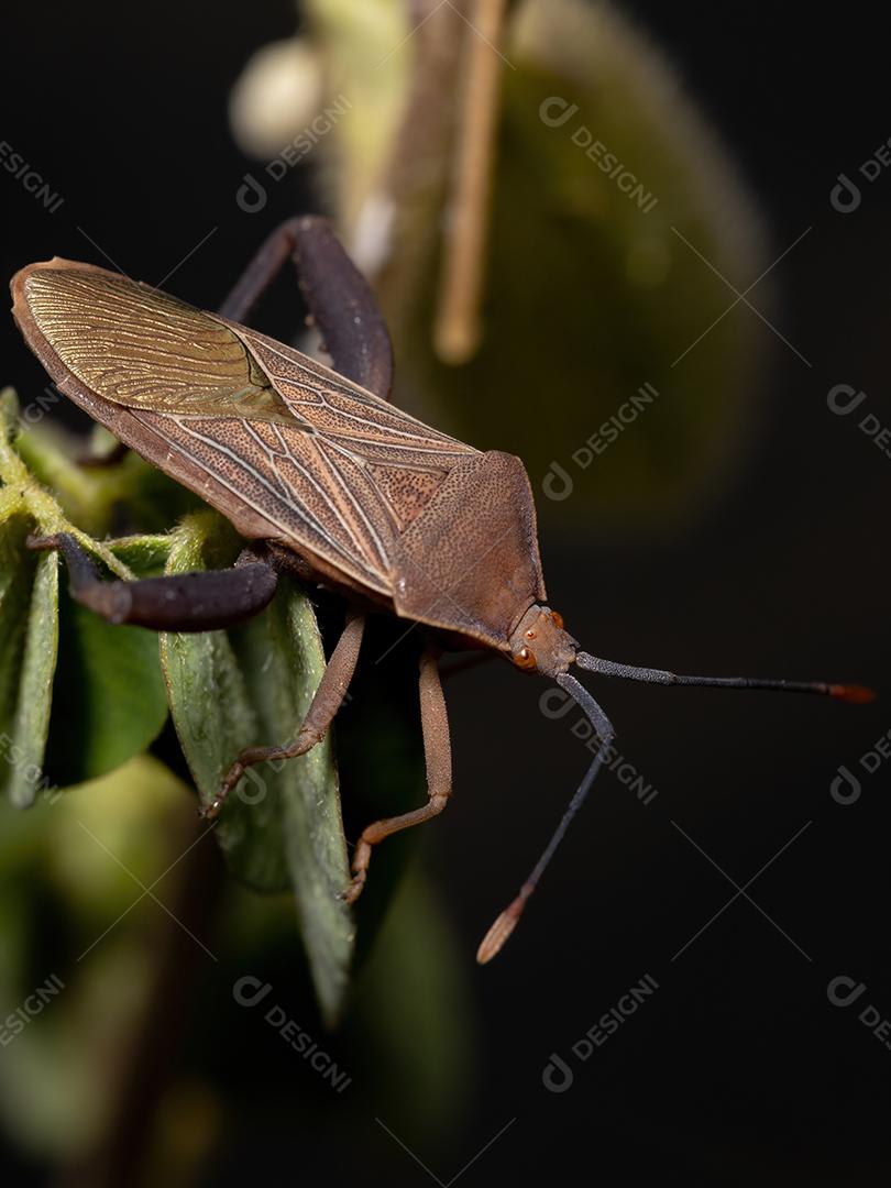 Inseto-pé-de-folha adulto da espécie Athaumastus haematicus