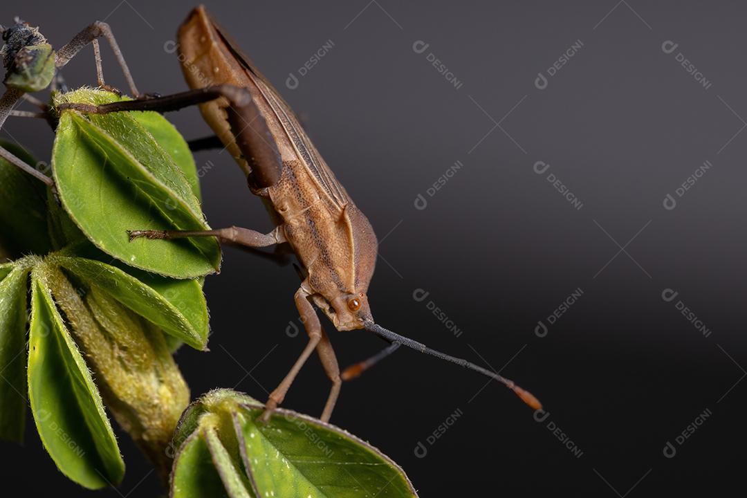 Ninfa de insetos com pés de folha da espécie Athaumastus haematicus