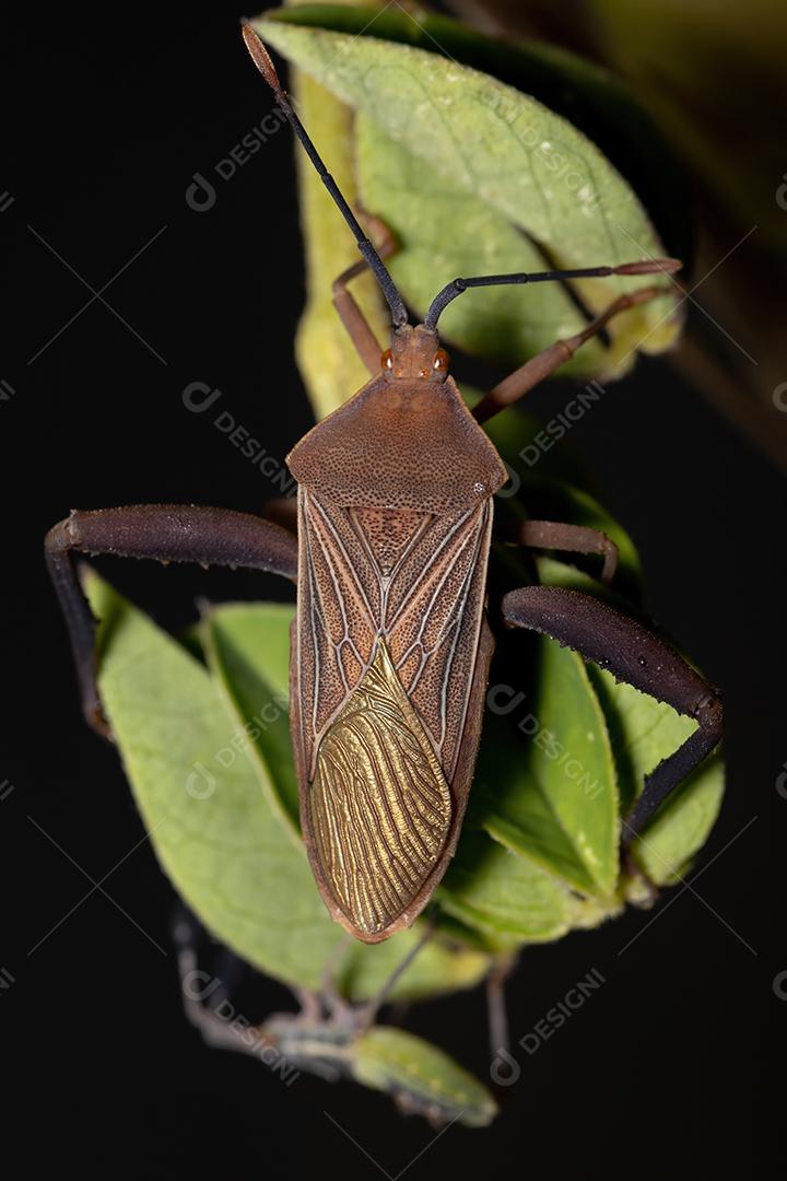 Ninfa de insetos com pés de folha da espécie Athaumastus haematicus