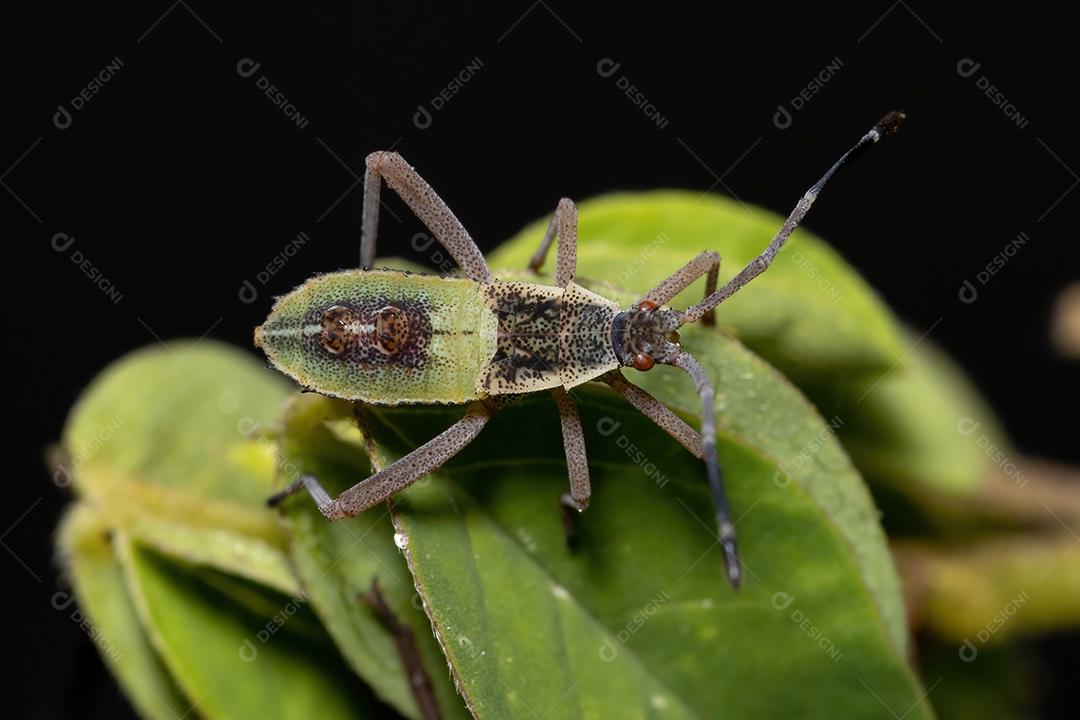 Ninfa de insetos com pés de folha da espécie Athaumastus haematicus
