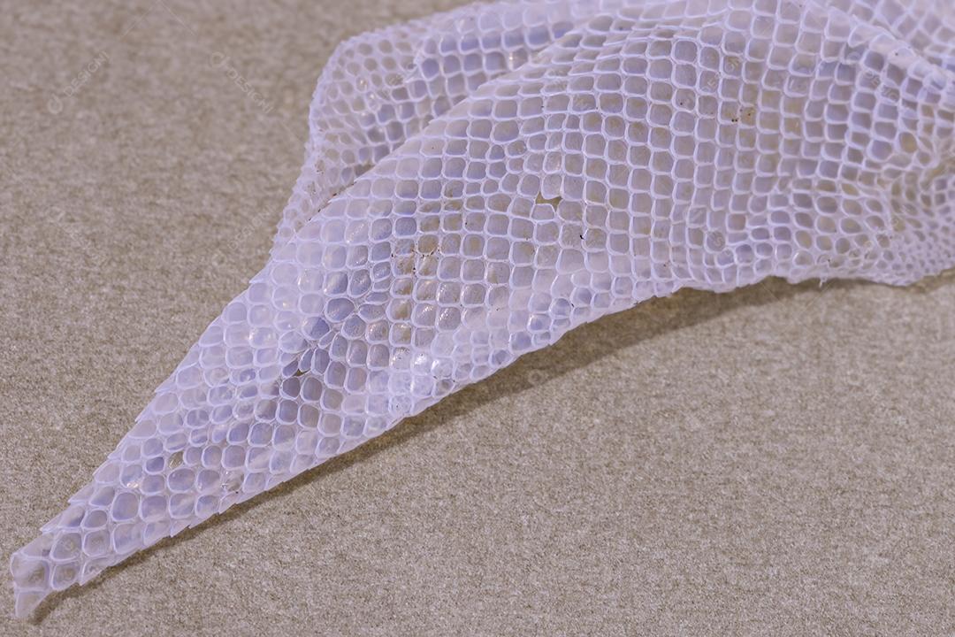 Pele de lagartixa tropical da espécie Hemidactylus mabouia após alteração natural da pele