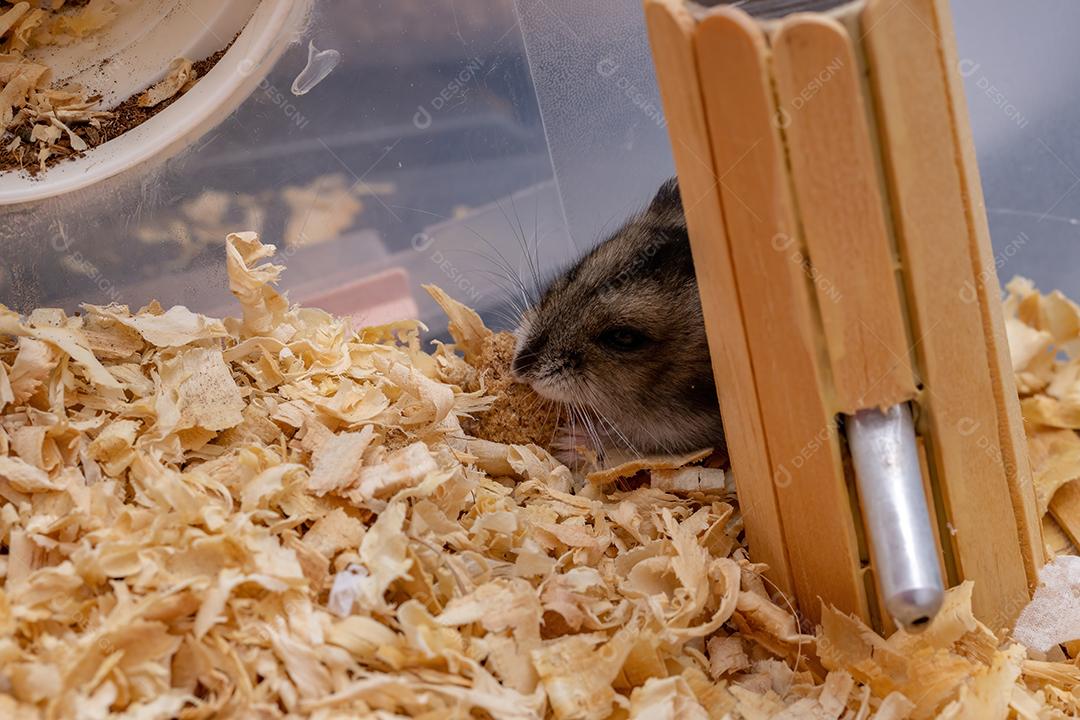 Hamster anão de Campbell da espécie Phodopus campbelli