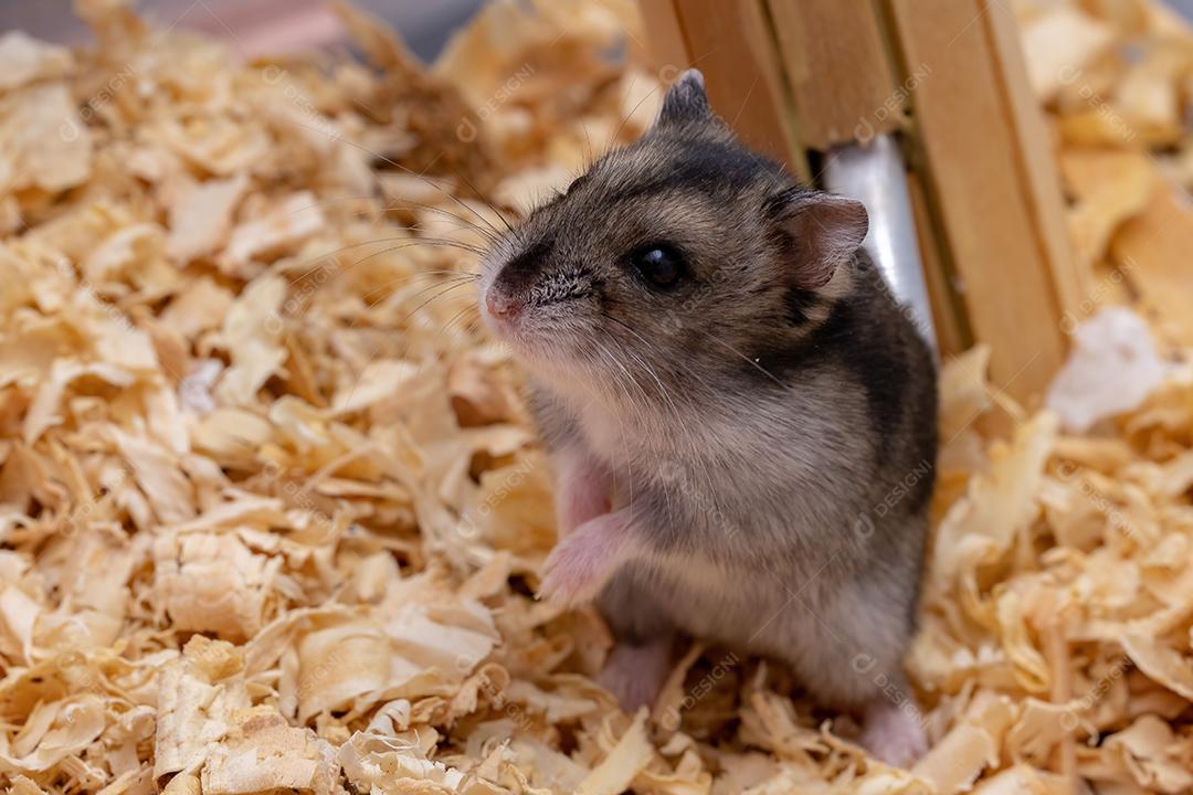 Hamster anão de Campbell da espécie Phodopus campbelli