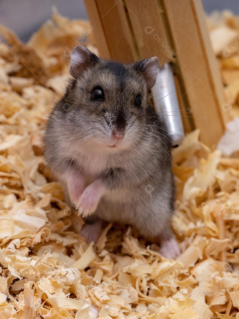 Hamster anão de Campbell da espécie Phodopus campbelli